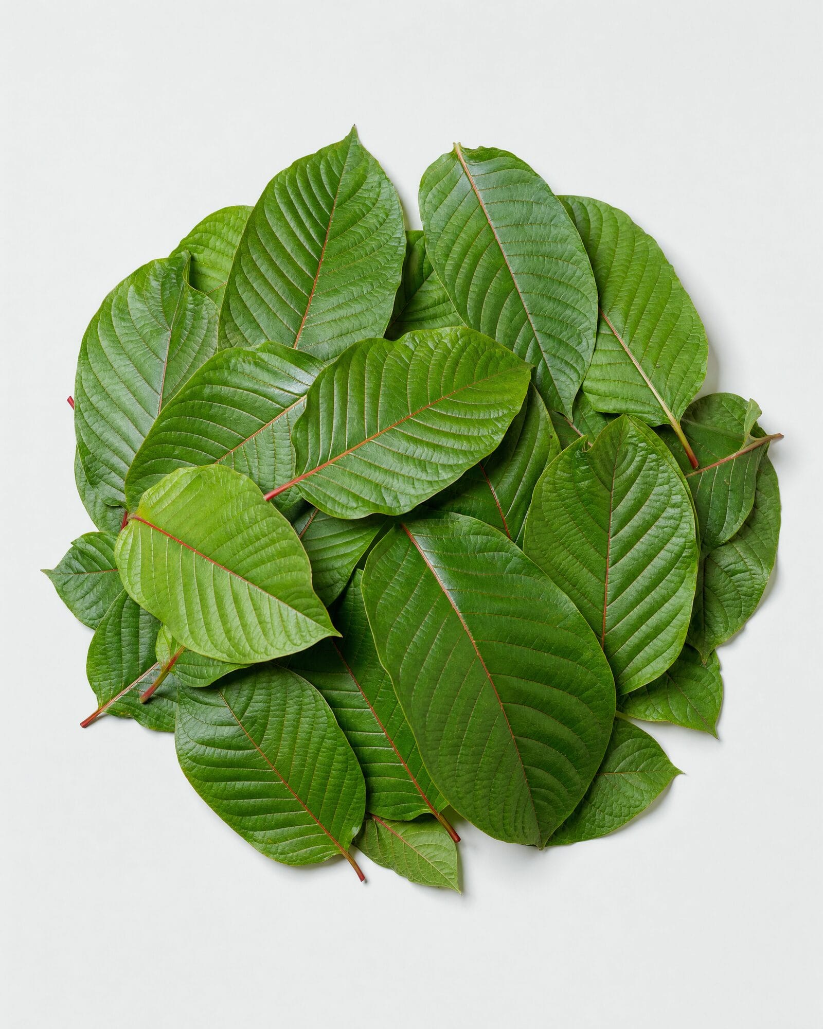 Fresh kratom leaves heaped on a white surface