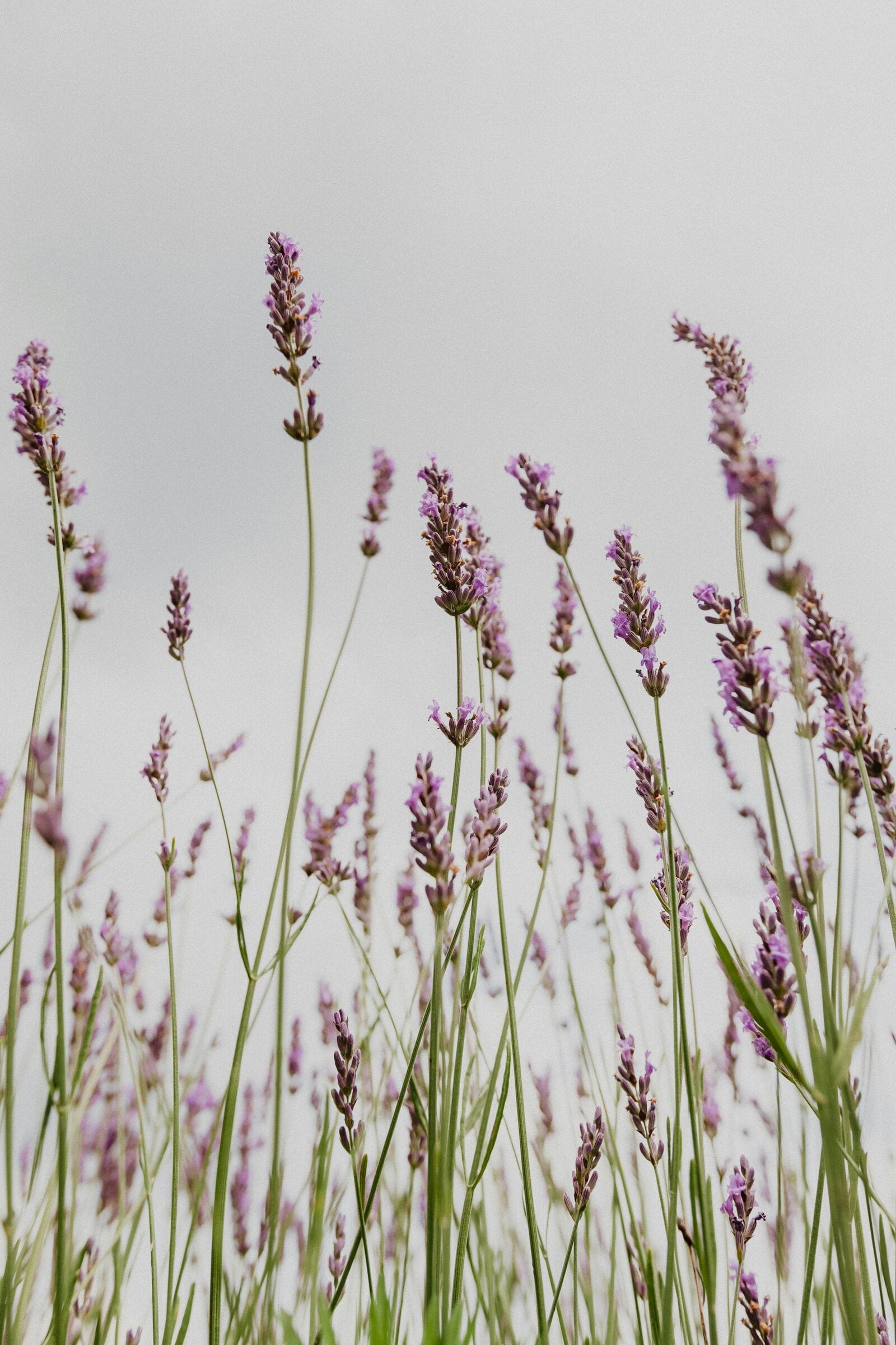 Lavender stems against a pale grey sky