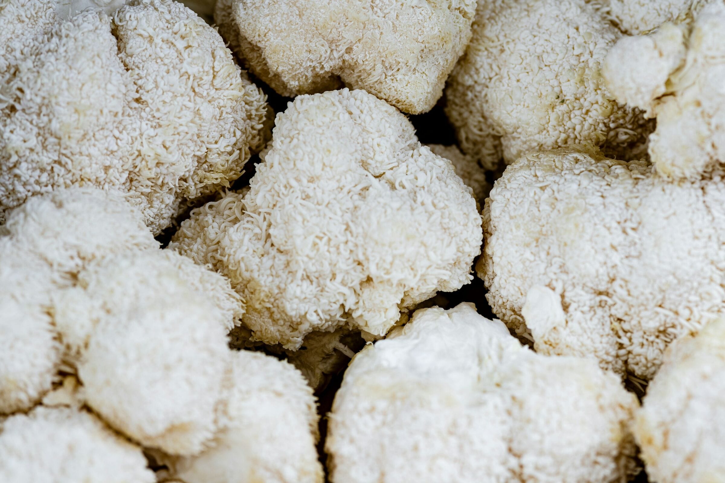 Pale clusters of lion's mane mushroom, close up